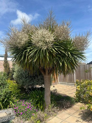 Plant photo