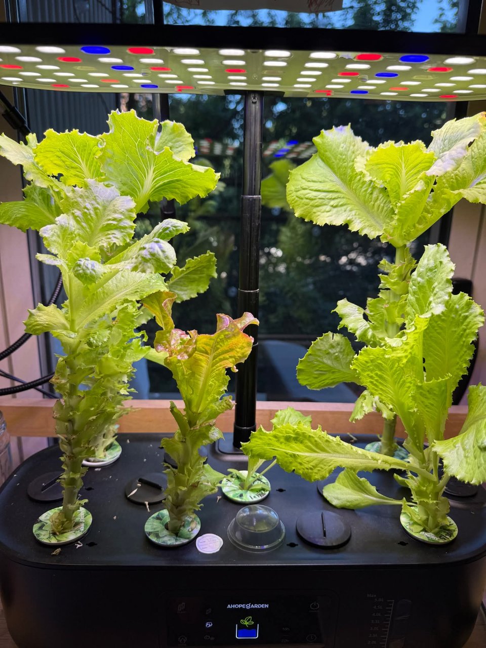 Full plant photo