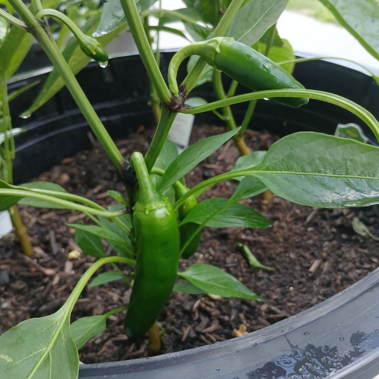 Full plant photo