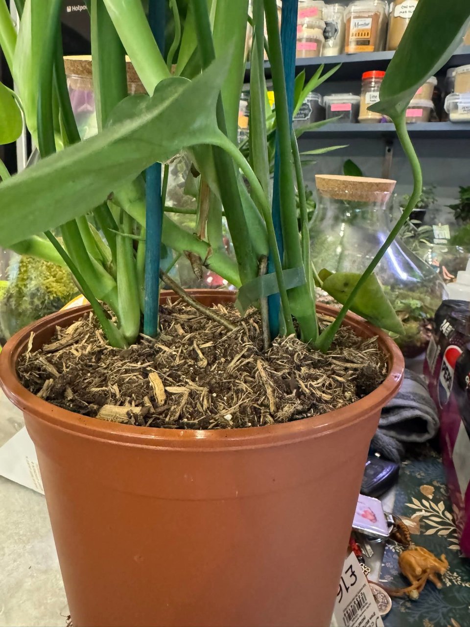 Full plant photo