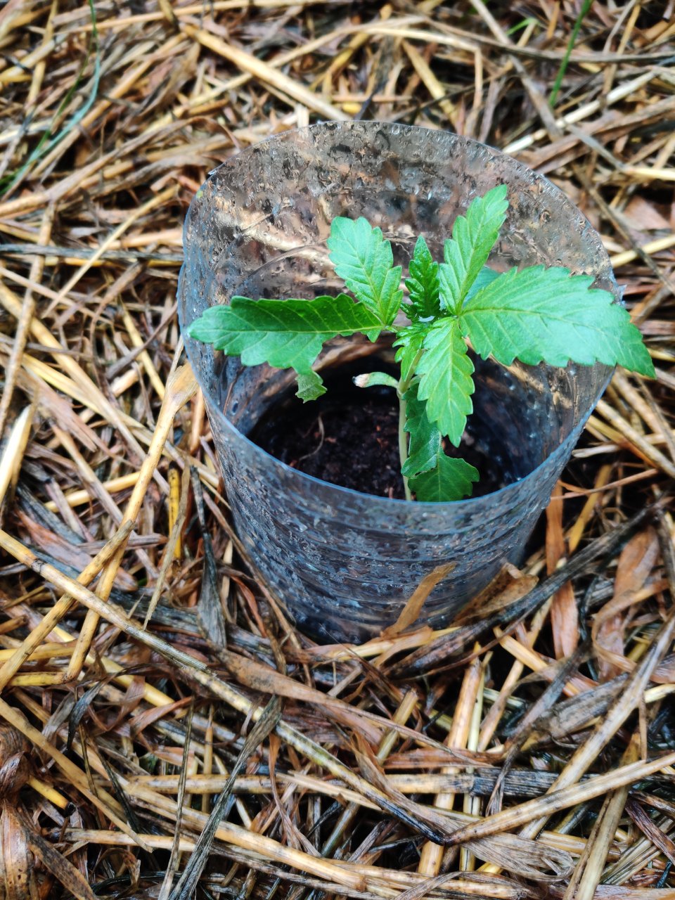 Full plant photo