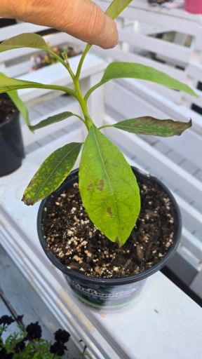 Plant photo
