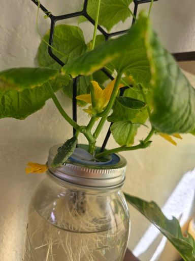 Plant photo