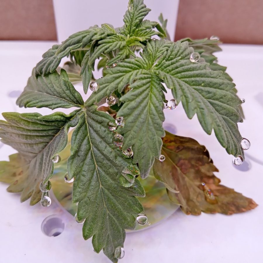 Plant check-in from Nov 27, 2025