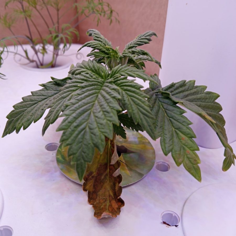 Plant check-in from Nov 28, 2025