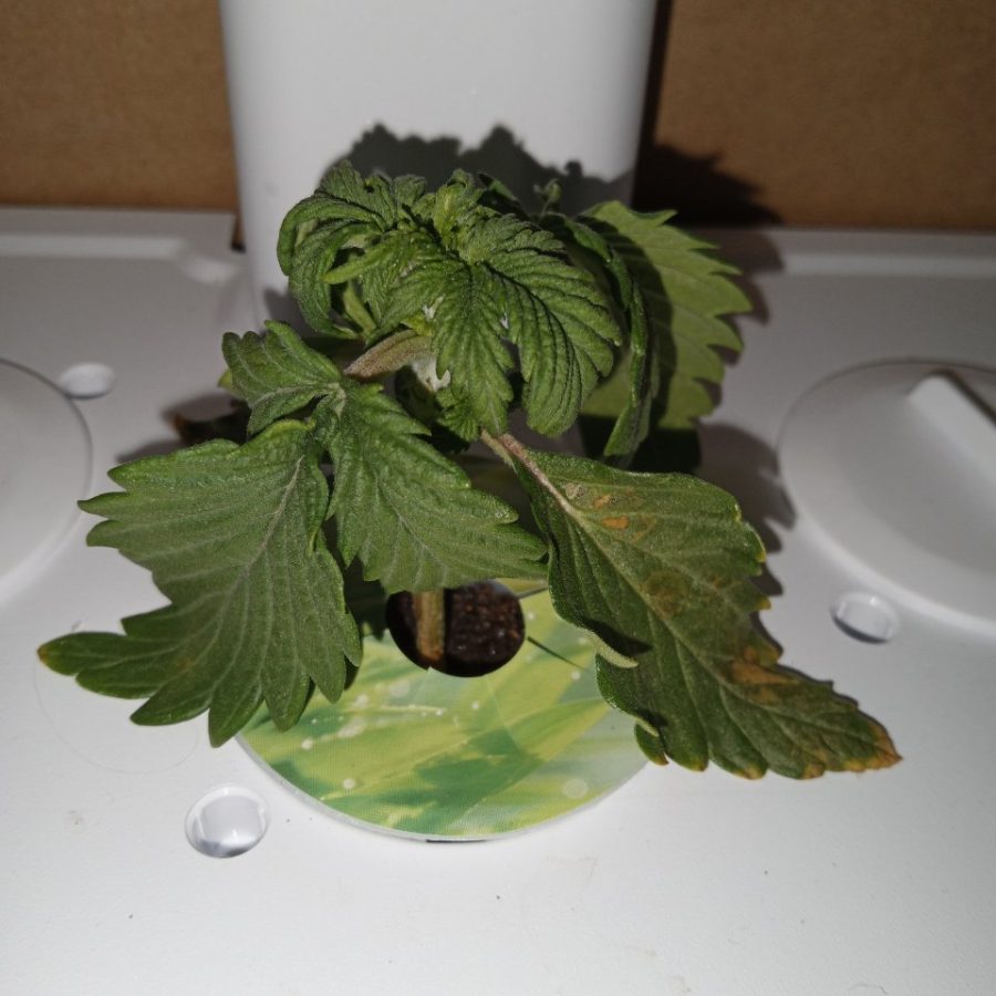 Plant check-in from Nov 25, 2025