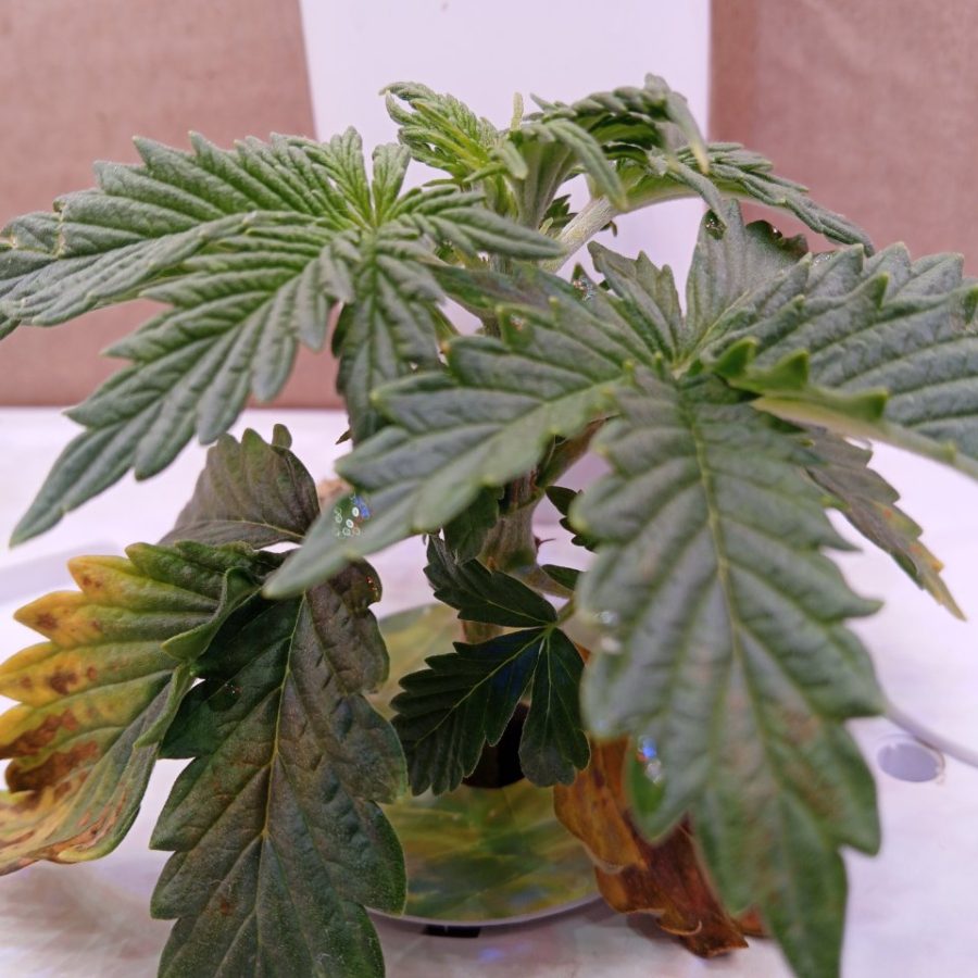 Cannabis DWC recovery with active top growth and stressed lower leaves
