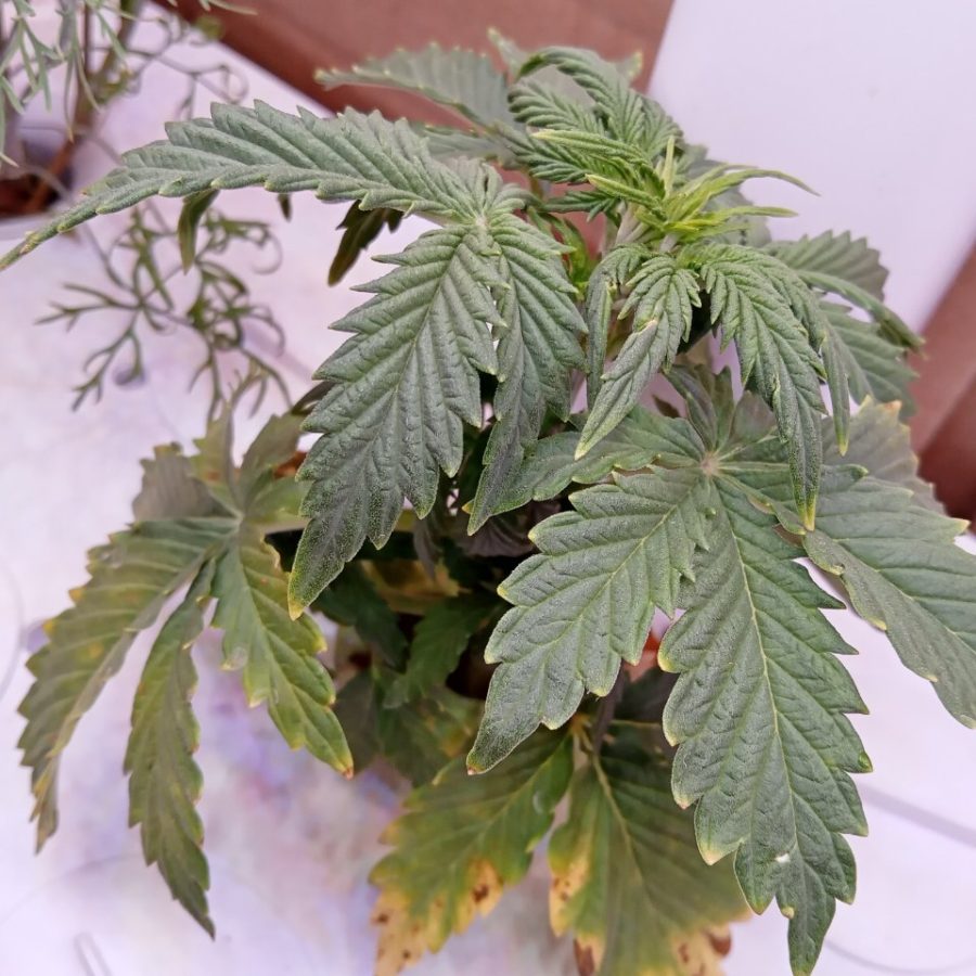 Plant check-in from Dec 6, 2025