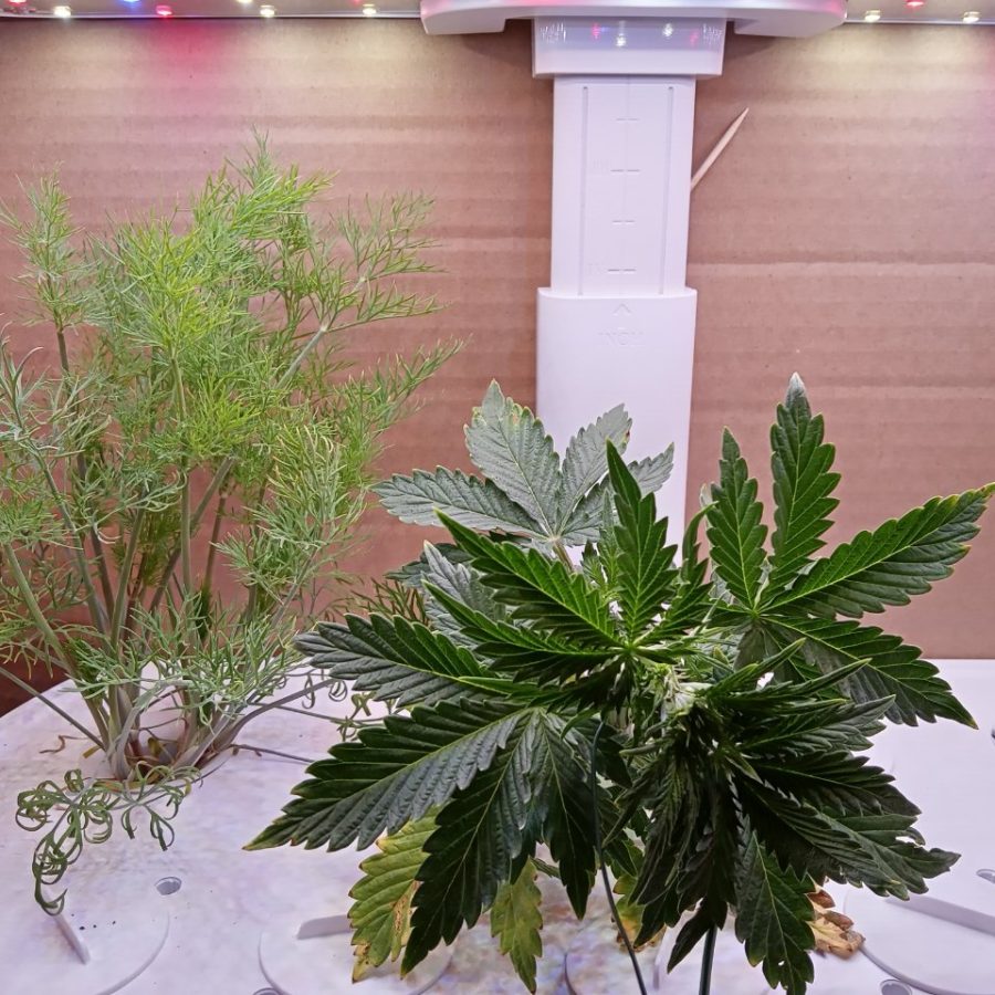 Cannabis Kratky plant recovering with greener new growth
