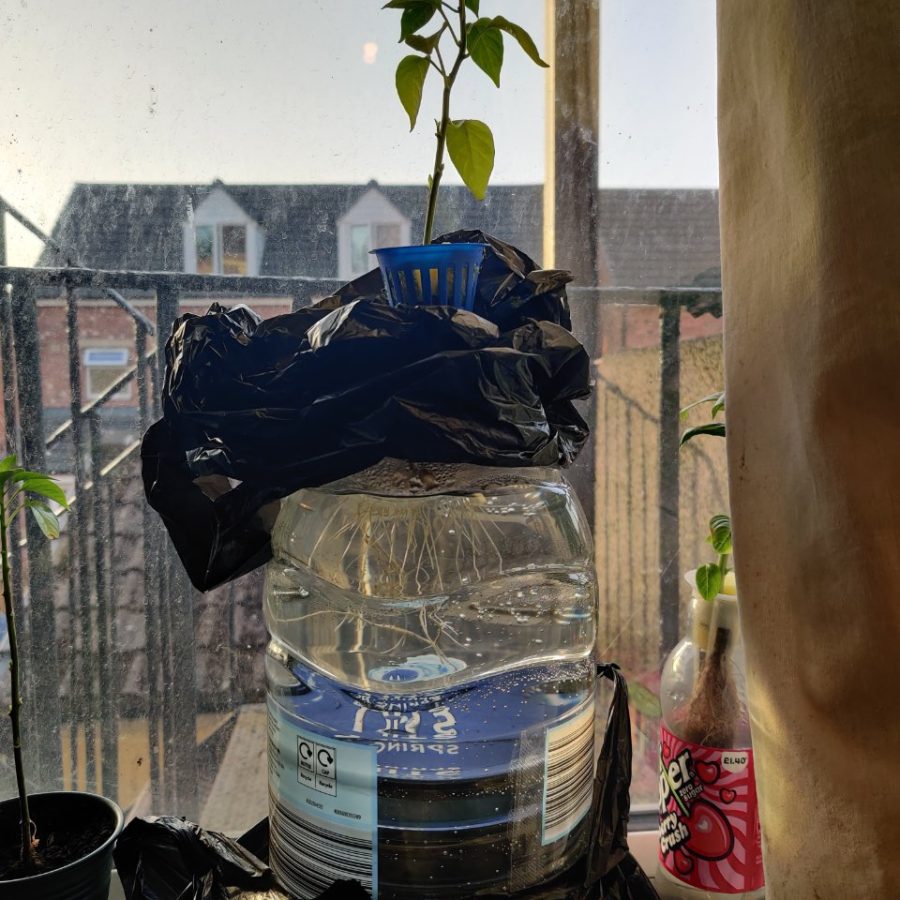 Plant check-in from May 26, 2026