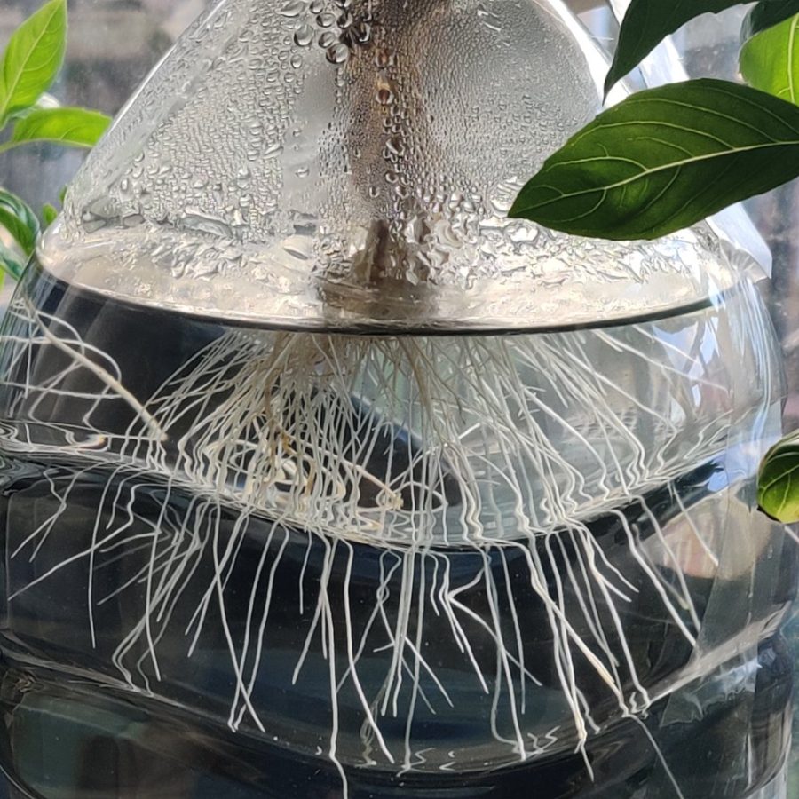 Plant check-in from May 31, 2026