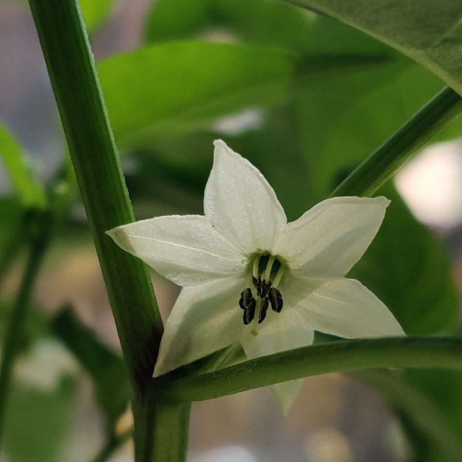 Plant check-in from Jun 19, 2026