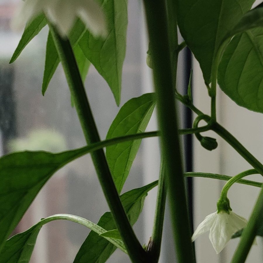 Plant check-in from Jun 18, 2026