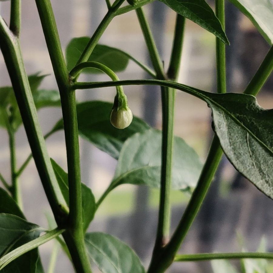 Plant check-in from Jun 15, 2026