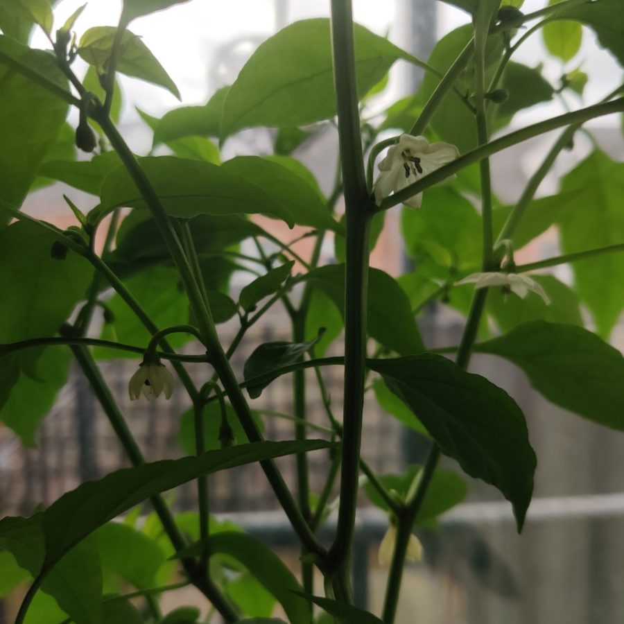 Plant check-in from Jun 20, 2026