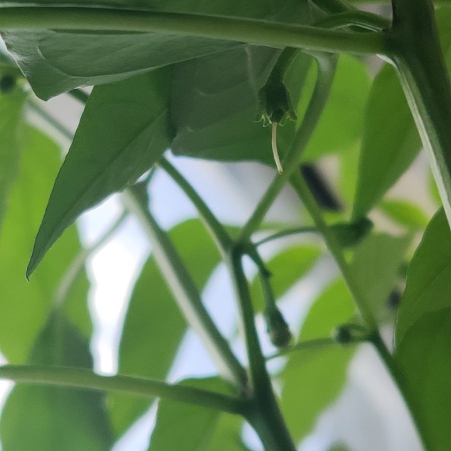 Chili pepper in Kratky transitioning from flowering to fruiting