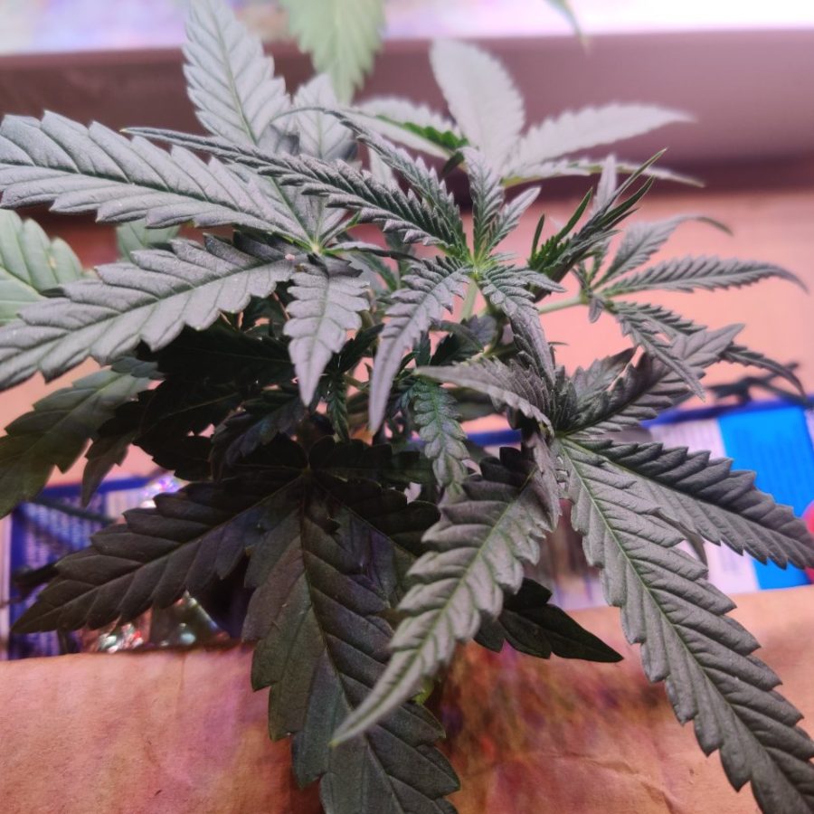 Plant check-in from Jun 17, 2026