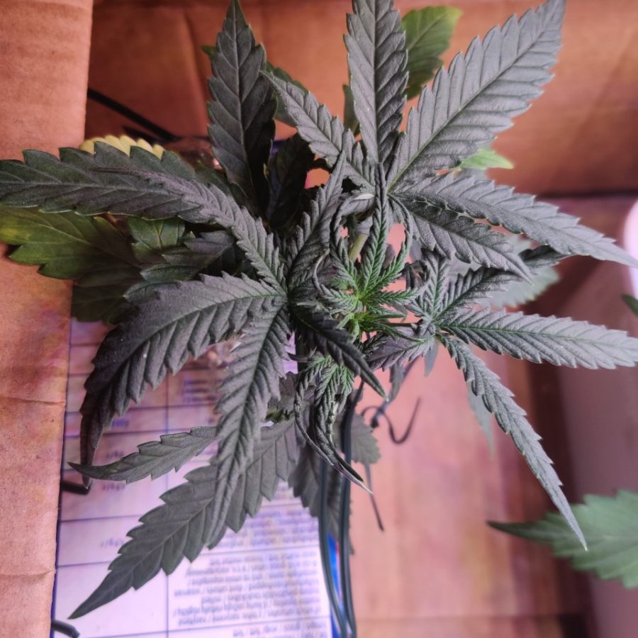 Plant check-in from Jun 15, 2026