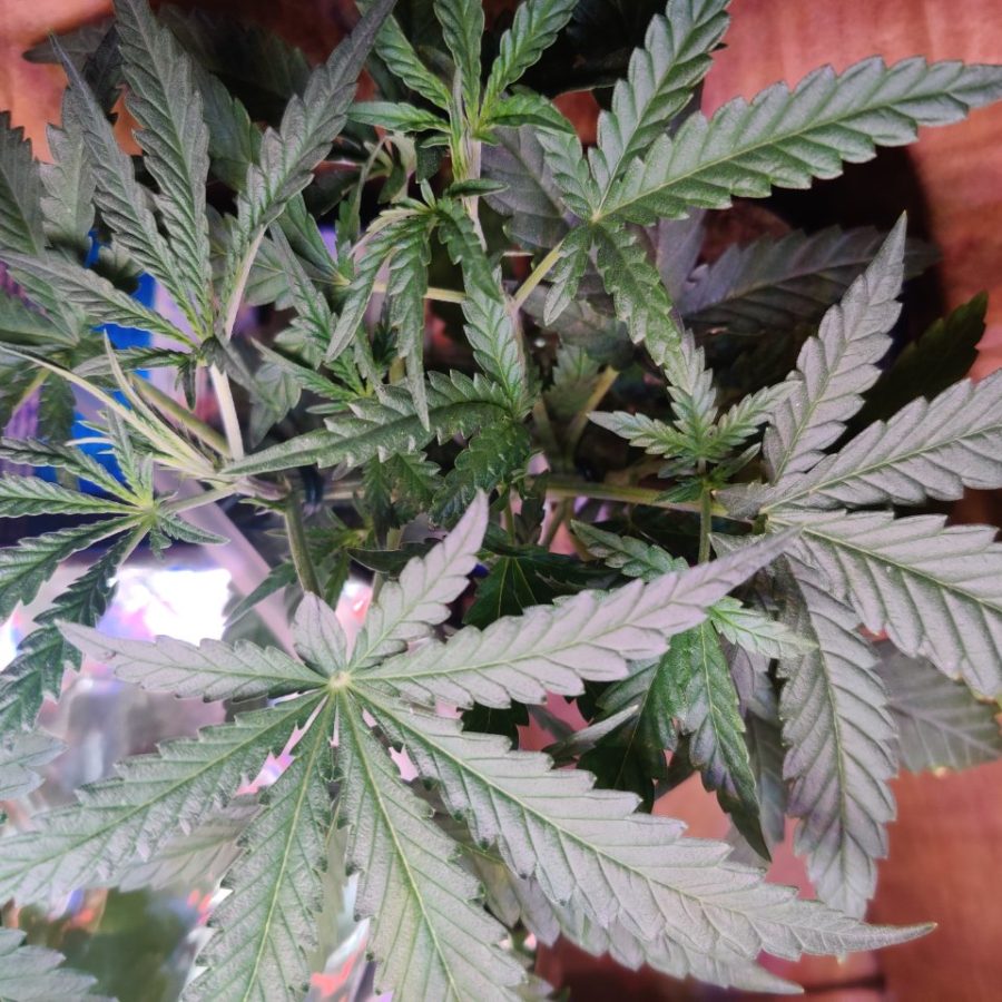 Autoflower cannabis in Kratky recovering from light stress