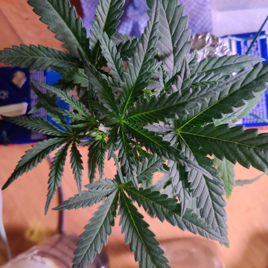 Plant check-in from Jun 18, 2026