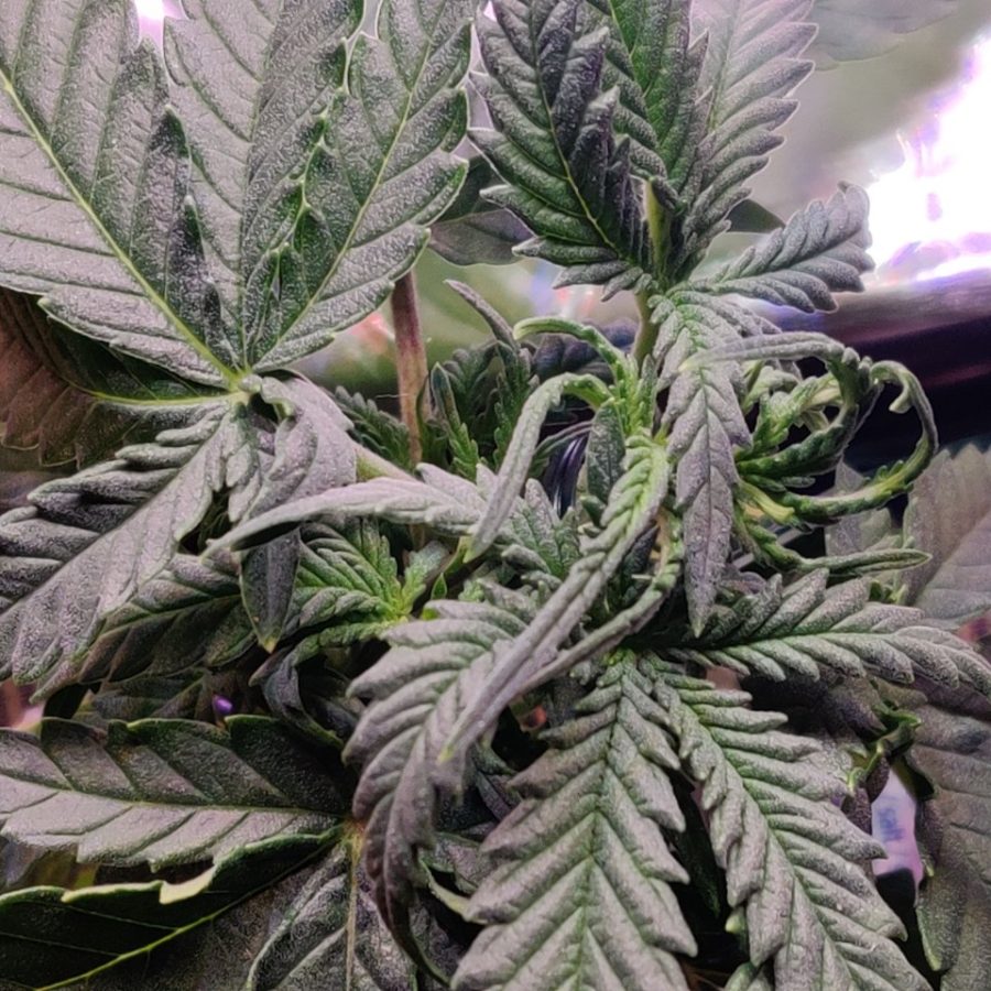 Plant check-in from Jun 13, 2026