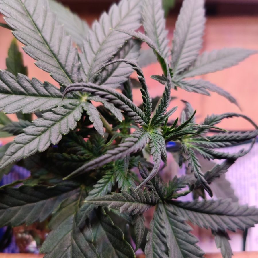 Plant check-in from Jun 16, 2026