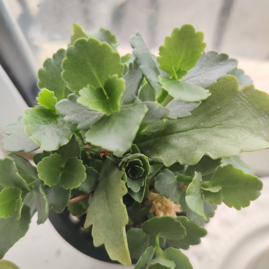 Kalanchoe Flower Buds Drying in an Indoor Soil Pot