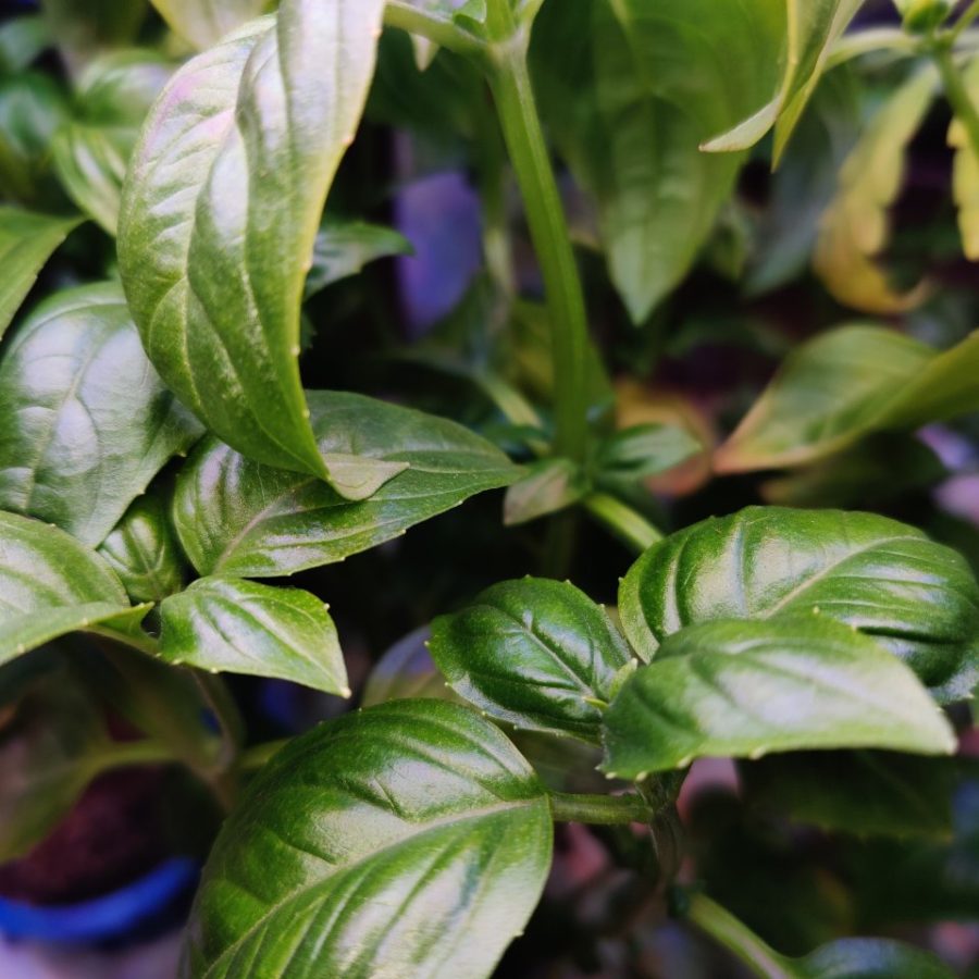 Plant check-in from May 1, 2026