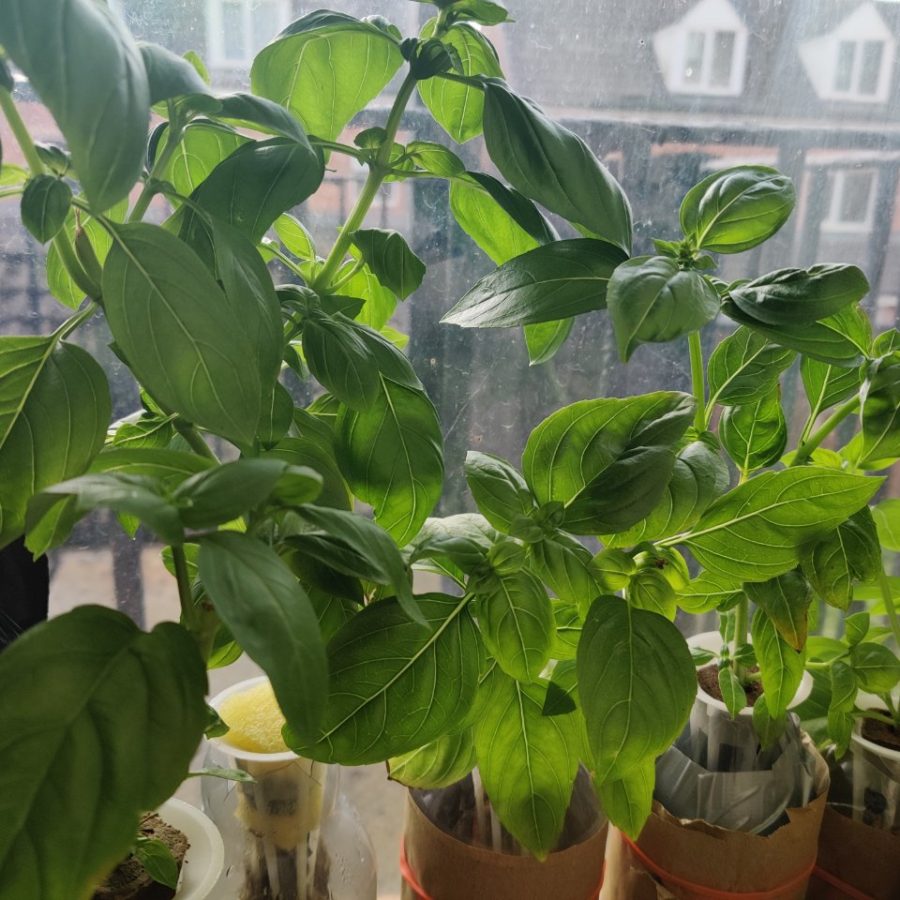 Thriving basil in Kratky with lush green growth