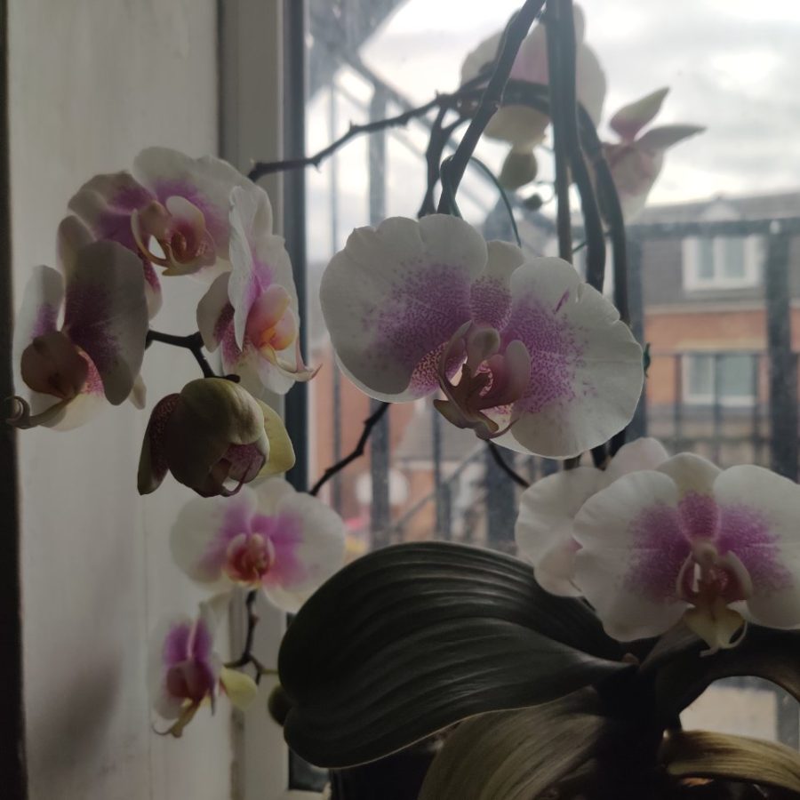 Orchid still blooming and holding steady after bud blast