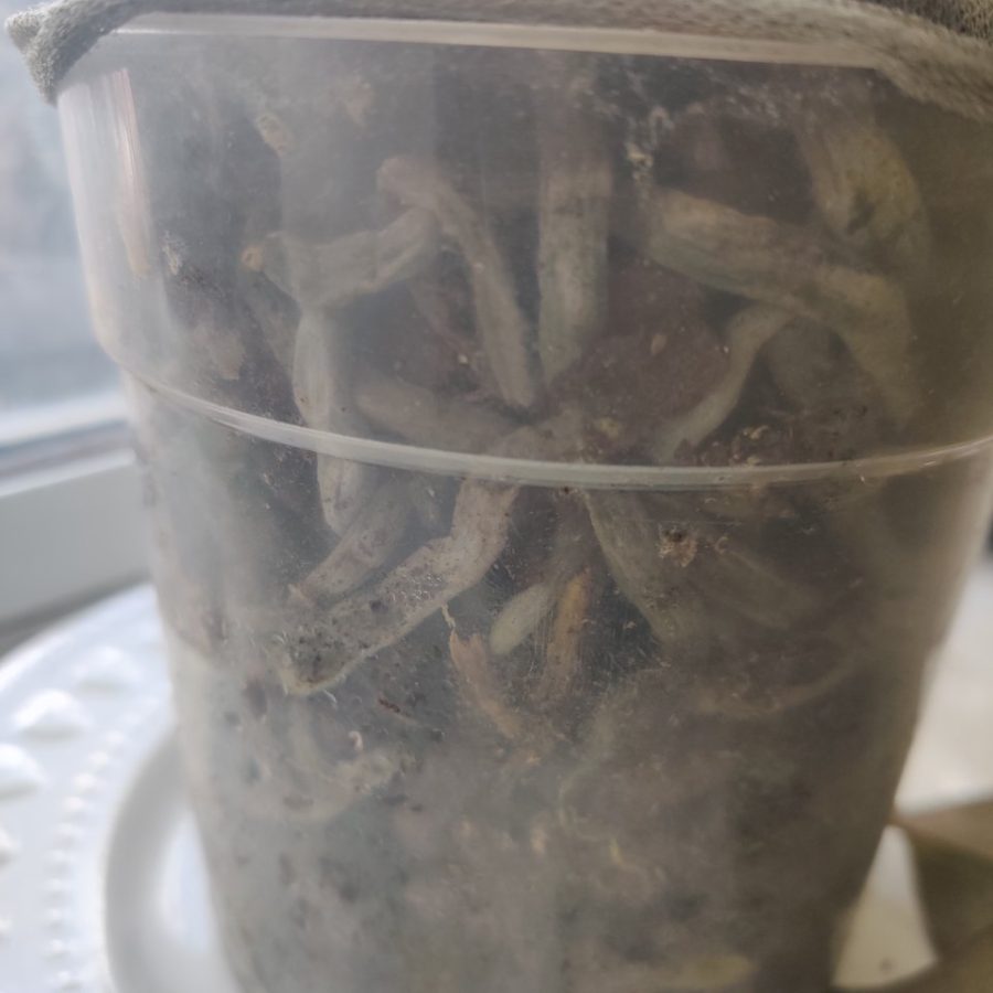 Plant check-in from Jun 18, 2026