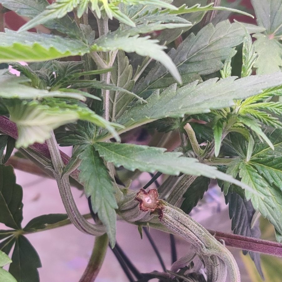 Cannabis recovering after snapped main stem during LST