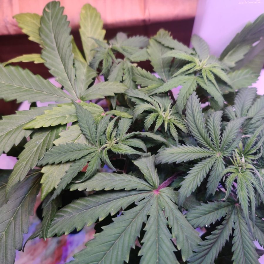 Plant check-in from Jun 17, 2026