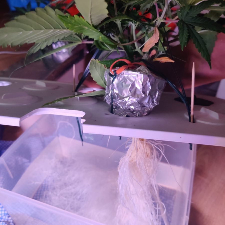 Plant check-in from Jun 18, 2026