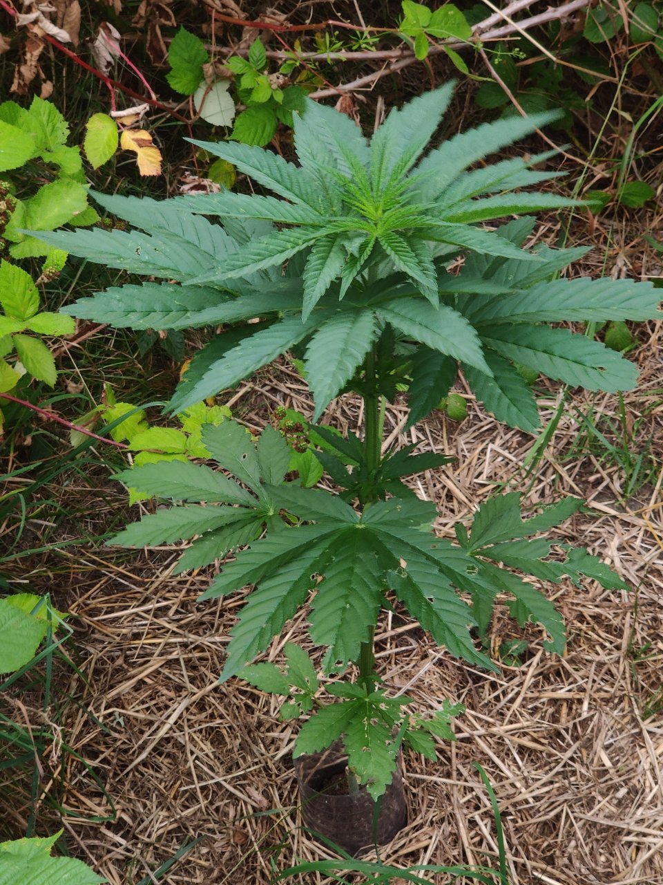 Cannabis (RQS Gushers) on day 28: Growth outpaces old damage