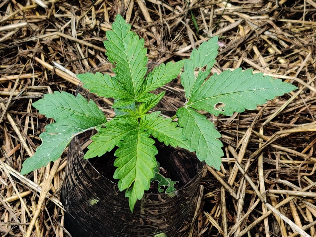 Cannabis (RQS Gushers) plant story