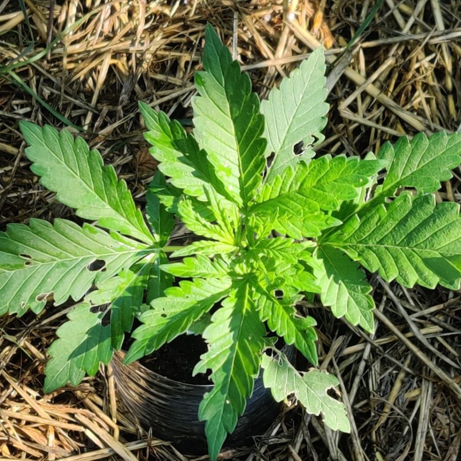 Outdoor cannabis plant growing well after slug or rabbit chewing damage