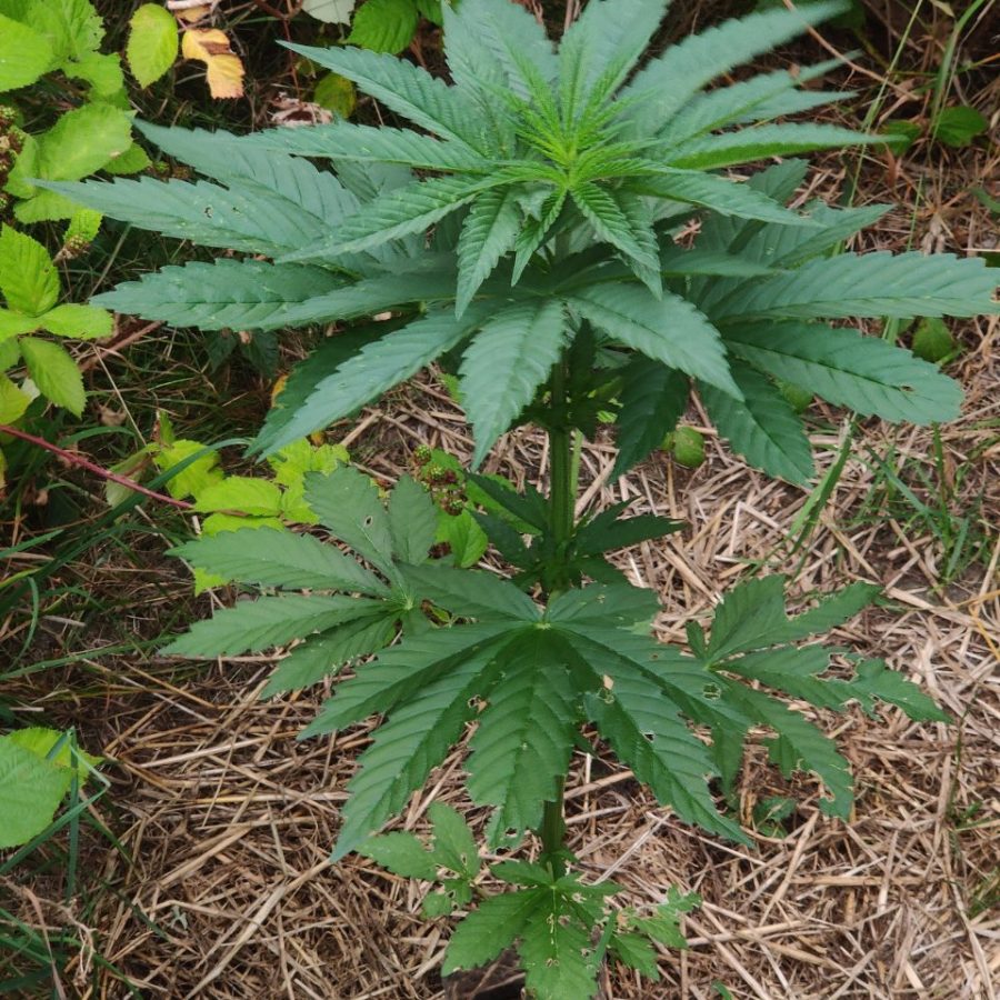 Outdoor cannabis plant growing well after slug or rabbit chewing damage