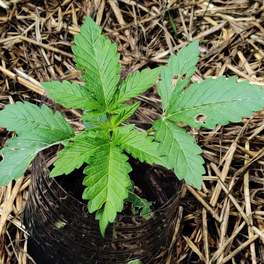 Plant check-in from Jun 16, 2026