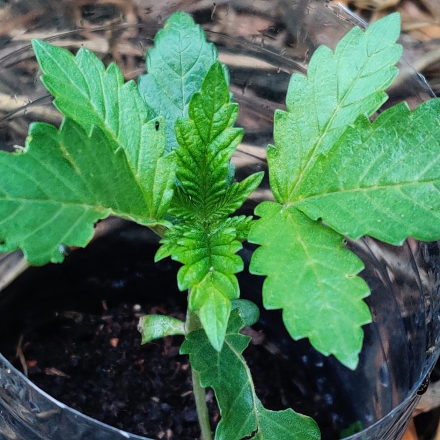 Plant check-in from Jun 12, 2026