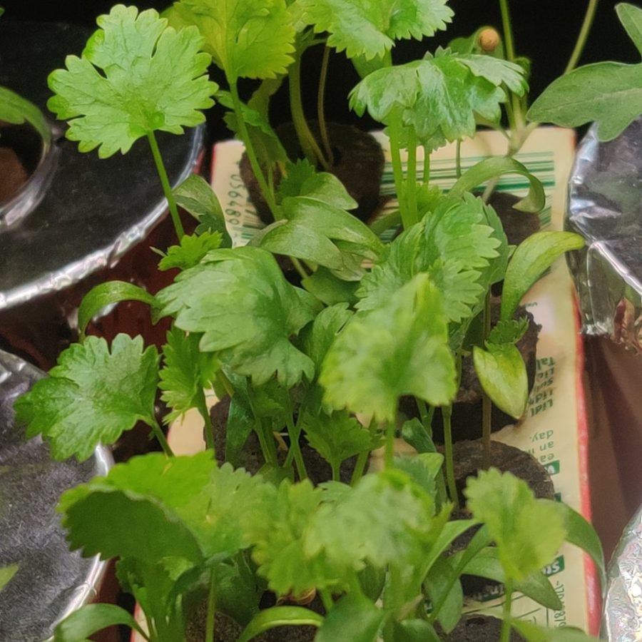 Thriving coriander in Kratky with a dense healthy canopy