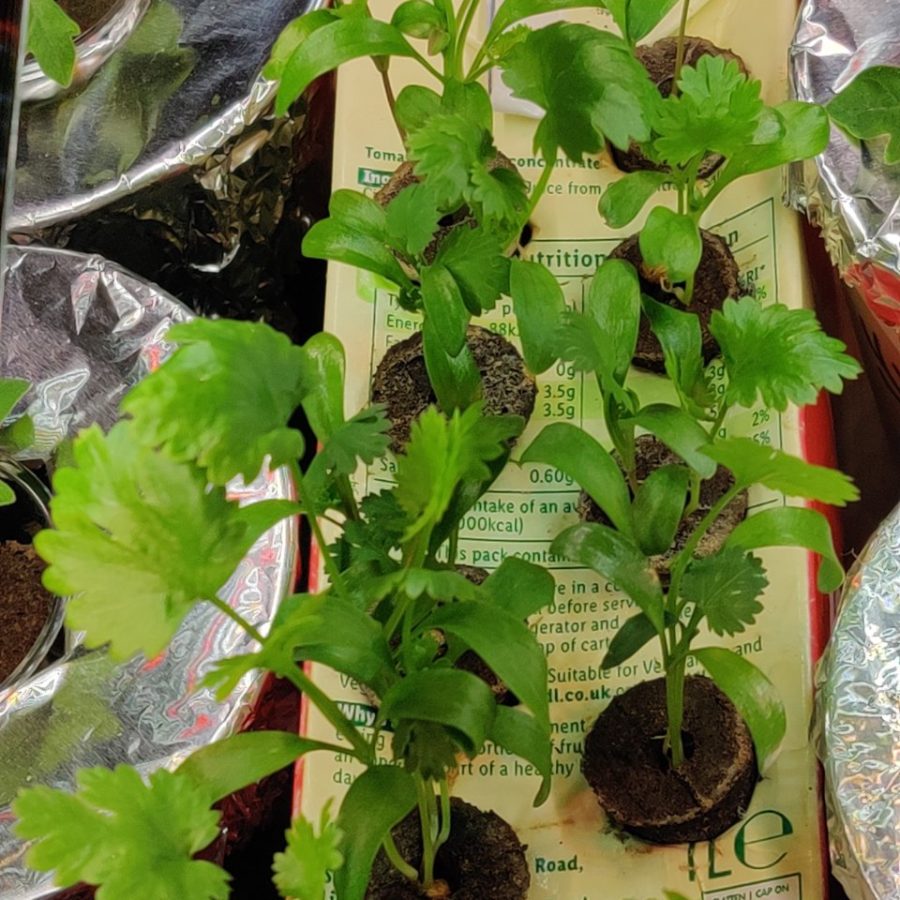 Plant check-in from Jun 18, 2026