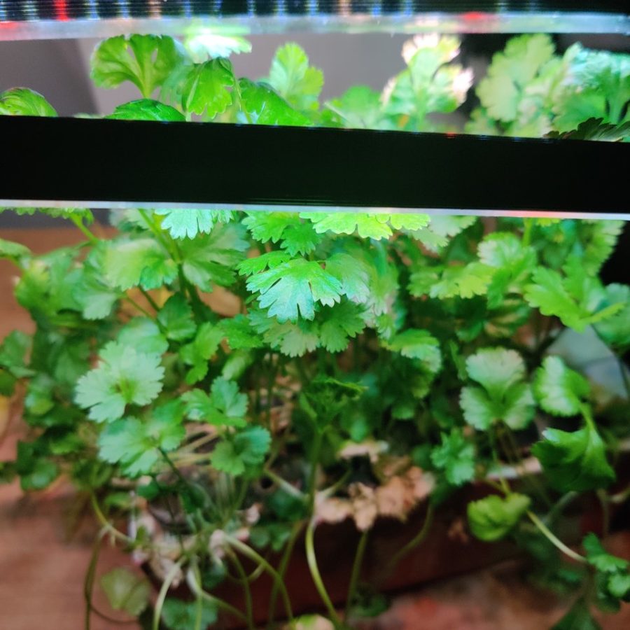 Crowded but healthy coriander in Kratky with strong growth