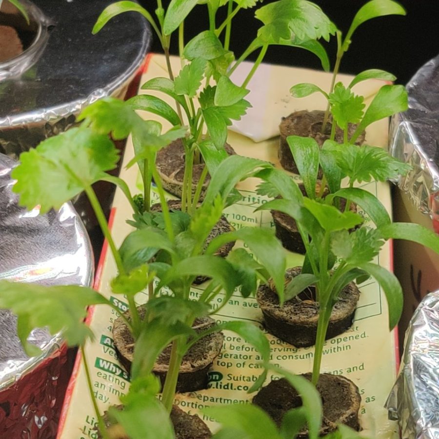 Plant check-in from Jun 17, 2026