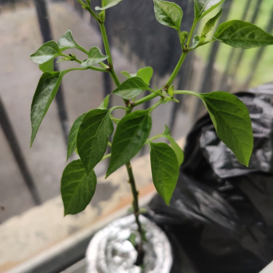 Pepper recovering in Kratky after low light and root-bound stress