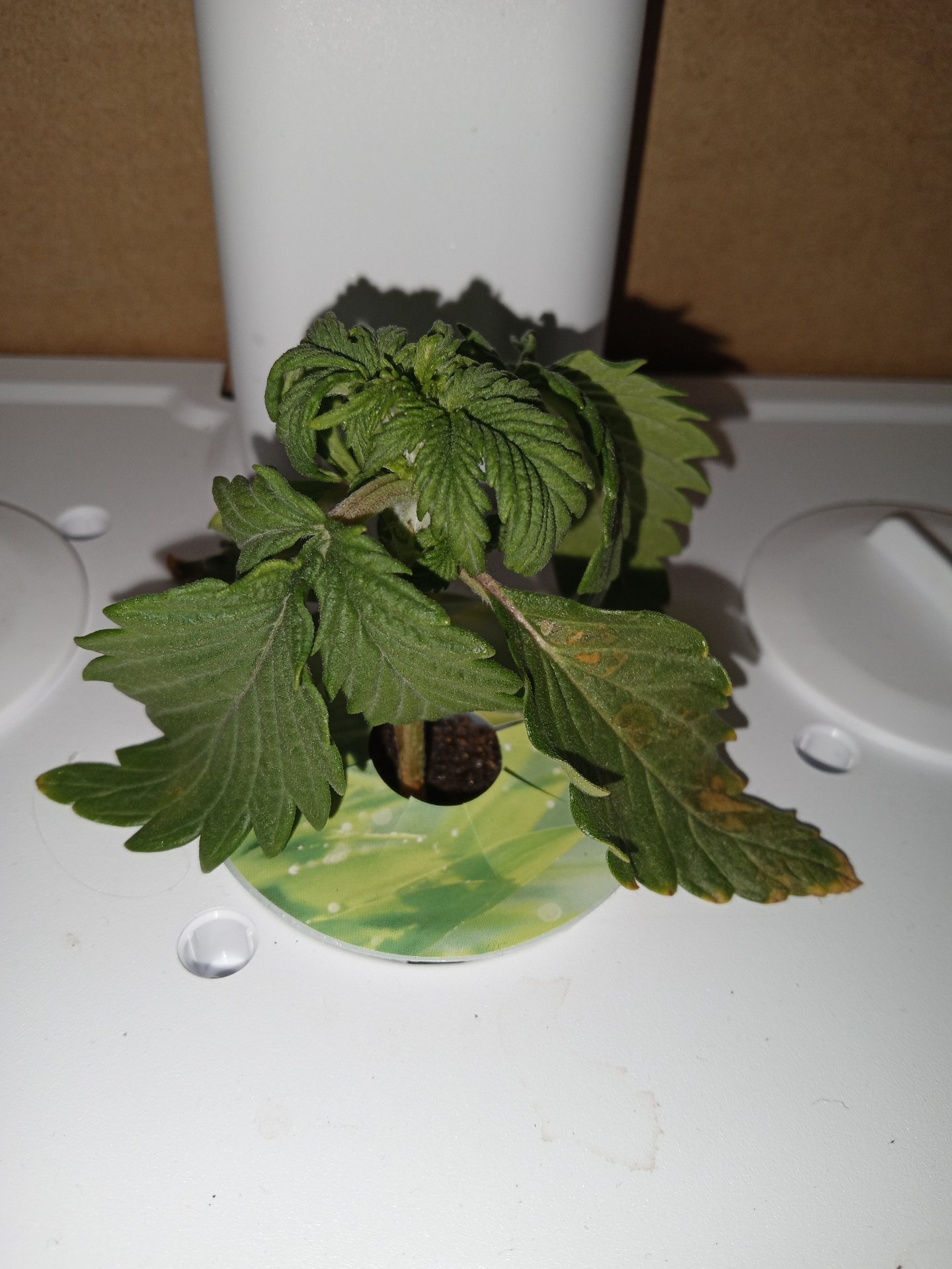 Autoflower cannabis plant story