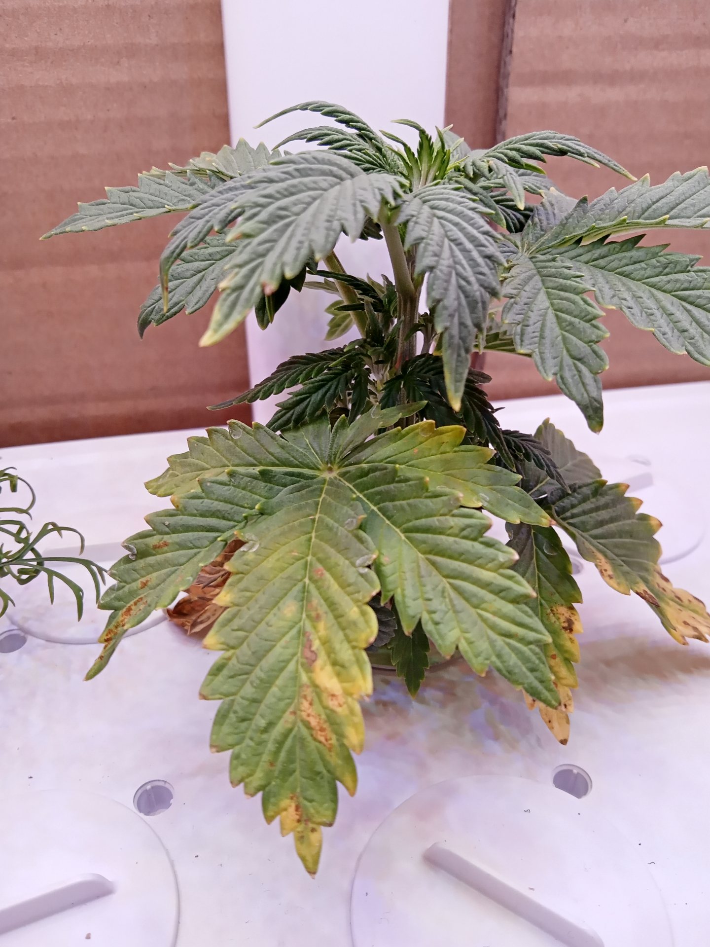 Autoflower cannabis on day 22: New air gap, active growth