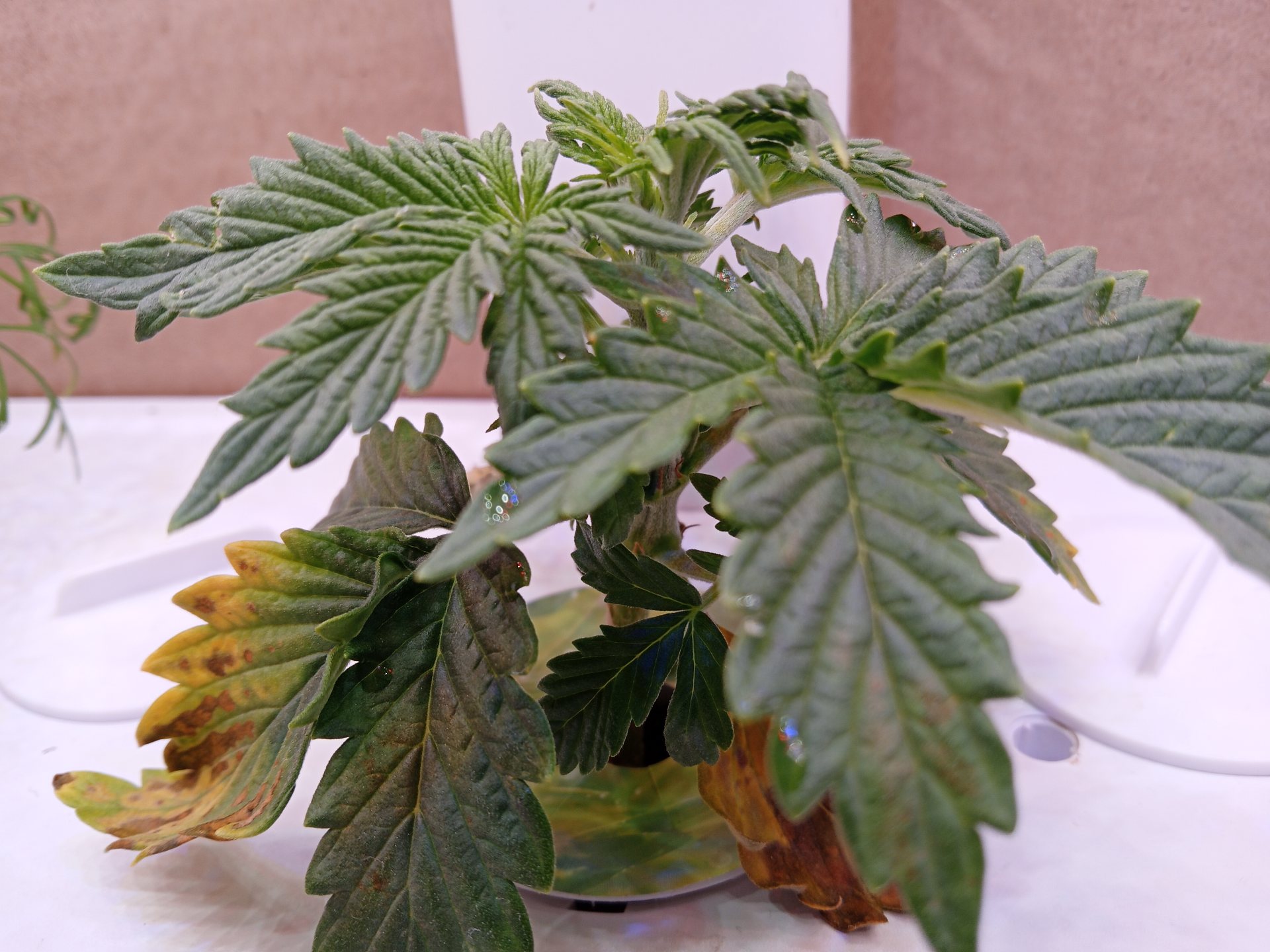 Autoflower cannabis on day 16: Recovery is holding