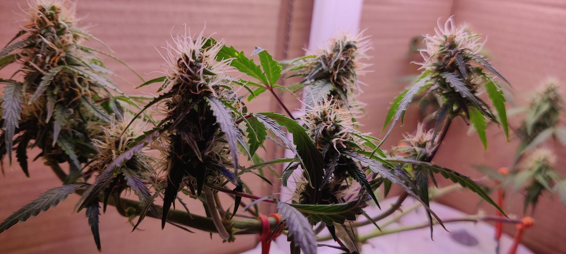 Autoflower cannabis on day 71: Flower clusters developed