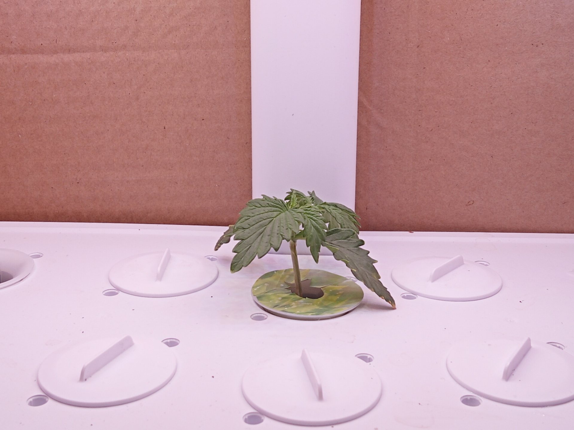 Growth continued, posture worsened on day 9